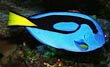 Blue Tang Fish